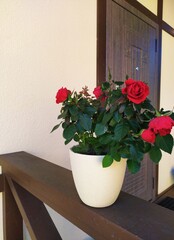 Red roses in a light pot on the fence at the entrance to the house
