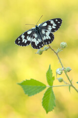Melanargy galatea butterfly spread its wings among forest flowers in the early morning in a forest glade