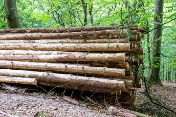 Felled logs stacked in the forest

