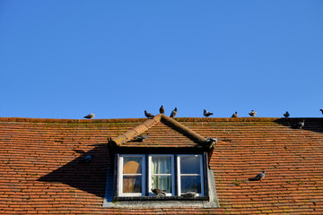 Obraz premium Close-up of retro red tile roof with a dormer window of an old house against blue sky. Pigeons on the rooftop.