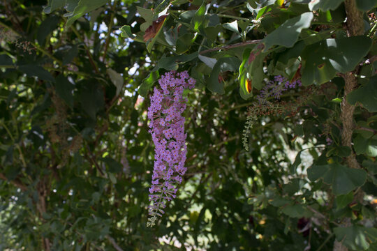 Buddleja officinalis in the park