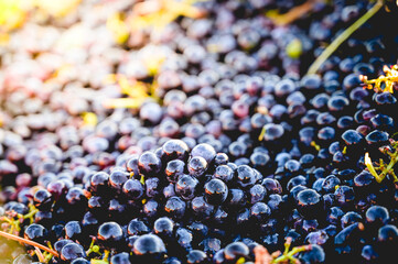 Premières graines de raisin récoltées pendant les vendanges dans le bordelais