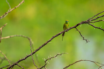 Green bee eater or Merops orientalis in natural green background perched on a branch at keoladeo national park or bharatpur bird sanctuary rajasthan india