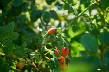 róża, owoc, Rosa canina,dzika róża © Marcin Łazarczyk