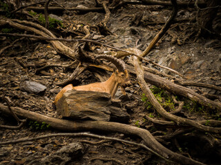 Mountain Goats hidden deep on the rocks.
