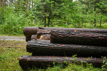 ścięte drzewa ,las,drzewa © Marcin Łazarczyk