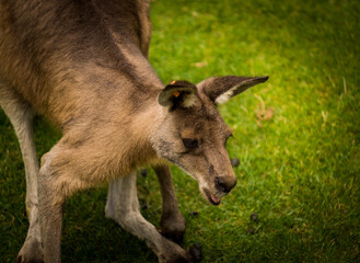 Small and smilling kangaroo close up picture.