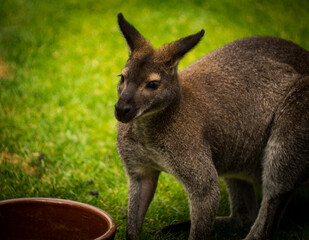Small and smilling kangaroo close up picture.