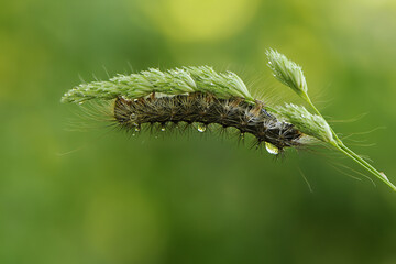 Butterfly caterpillar in dew on a blade of grass on a summer morning