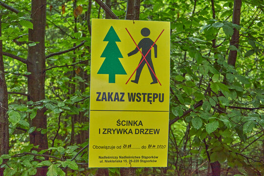 zakaz stępu do lasu ,las, drzewa