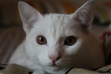 muso di gatto albino