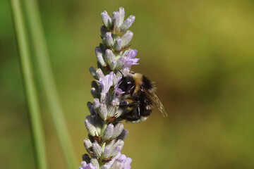 Vestal cuckoo bumblebee (Bombus vestalis), a species of cuckoo bumblebee, family apidae on flowers of lavender (Lavandula), family Lamiaceae in a Dutch garden. Netherlands July