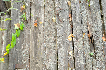 Damaged wooden fence. Old white wood planks.