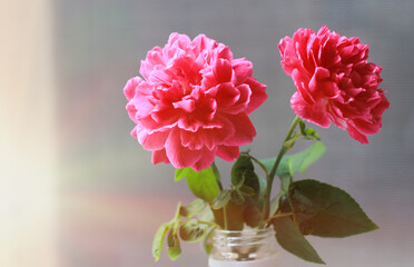 Damask rose red rose pink It is beautiful and the flower has medicinal properties.