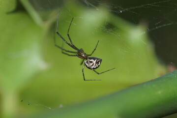 Money Spider, European hammock spider, sheet-web spider (Linyphia triangularis) of the family Linyphiidae in its web. Netherlands July 