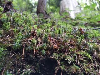 moss on the ground