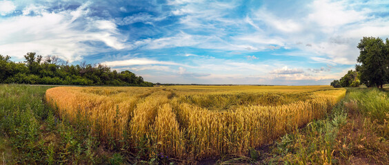 A field with Golden wheat ears against a blue sky with clouds
