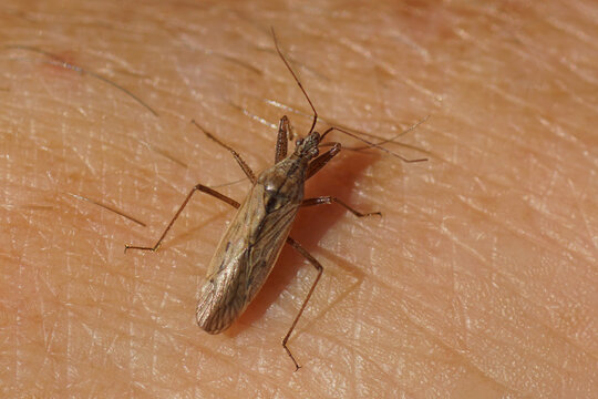 A Field Damsel Bug (Nabis Ferus) or a Nabis pseudoferus on my hand. Family Nabidae. Netherlands, October