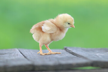 a little chicken on a wooden board, outdoor