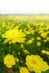 Blooming yellow cosmos flowers fields at sunrise.