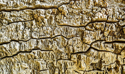 A close up of tree bark