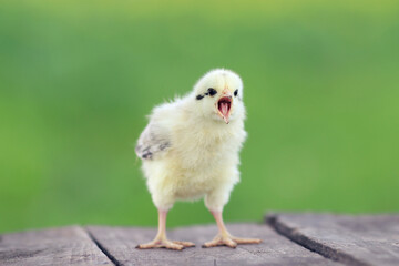 little chicken