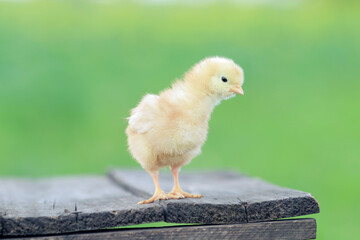 little chickens on a wooden board