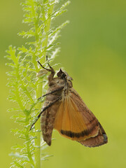 brown moth sits on a summer day in the grass in a forest glade
