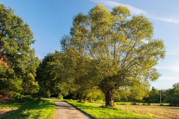 Willow in the setting sun © Joanna Posiak