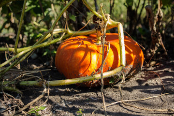 a ripe pumpkin in the sun in the garden