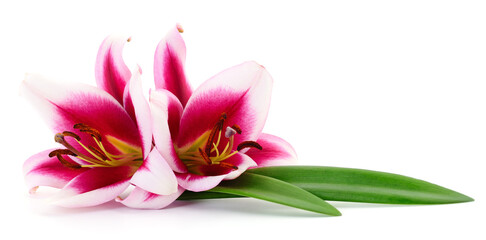 Two pink lilies.