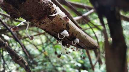 great spotted woodpecker