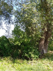 Summer landscape, path in the forest