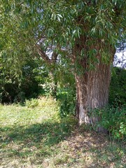 Summer landscape, path in the forest
