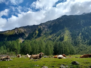 Fototapeta na wymiar Rinder auf Almwiese vor eindrucksvollem Bergpanorama
