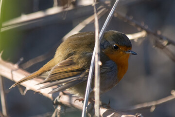 Robin perched on a branch in an autumn morning