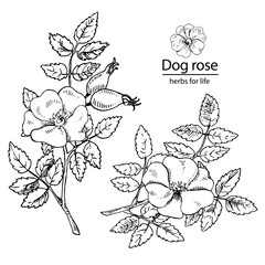 Hand drawn vector illustration set of dog rose. Engraved medicinal herb for cosmetics, medicine, treating, aromatherapy, package design healthcare.