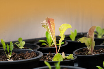 A variety of salad greens grown in pots