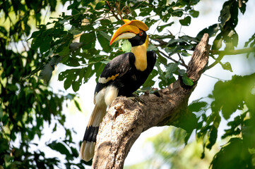  Great Hornbill bird perched on a branch