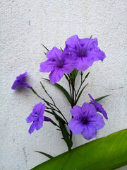 Ruellia tuberosa is the purple flower with the white background
