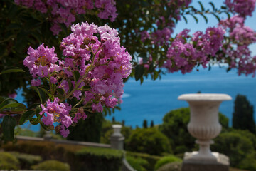 Fototapeta na wymiar Lush pink flowers grow against the blue sea. In the background is an antique vase