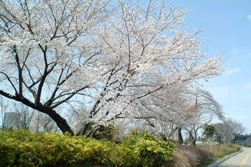 都立武蔵国分寺公園の桜