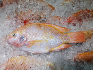 Fresh Red Tilapia on an ice bucket To prepare and cook