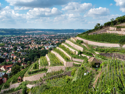 Blick auf die Weinbergen in Sachsen