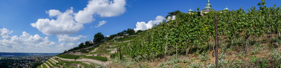 Panoramablick  von den Weinbergen aus Sachsen