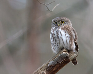 Eurasian pygmy owl (Glaucidium passerinum) sits on a branch in Sweden. The owl  is the smallest owl in Europe. Blurred background, copy space with place for text.