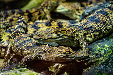 a small caimans - crocodiles on a log and rock on a sunny day. It live throughout the tropics in Africa, Asia, the Americas and Australia. Wildlife and animal concept.