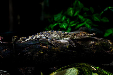 a small caimans - crocodiles on a log and rock on a sunny day. It live throughout the tropics in Africa, Asia, the Americas and Australia. Wildlife and animal concept.