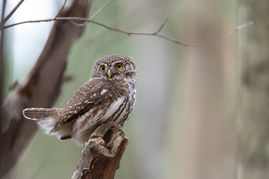 Eurasian pygmy owl (Glaucidium passerinum) sits on a branch in Sweden. The owl  is the smallest owl in Europe. Blurred background, copy space with place for text.