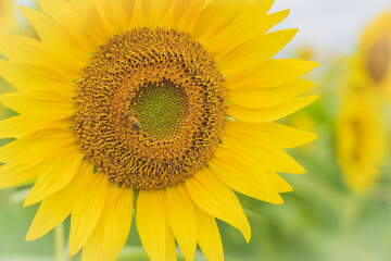 兵庫県 小野市 ひまわりの丘公園
